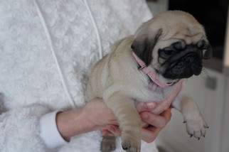 Pug Puppy for sale in BROOKLYN, NY, USA