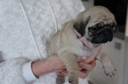 Small Photo #1 Pug Puppy For Sale in BROOKLYN, NY, USA
