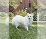 Small American Eskimo Dog