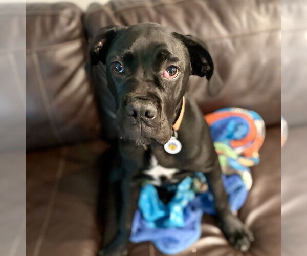 Medium Photo #2 Mutt Puppy For Sale in Candler, NC, USA