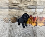 Small Photo #7 Labrador Retriever Puppy For Sale in GOLD CREEK, MT, USA