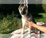 Small #5 German Shepherd Dog