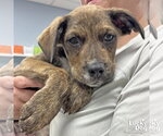 Small Plott Hound Mix