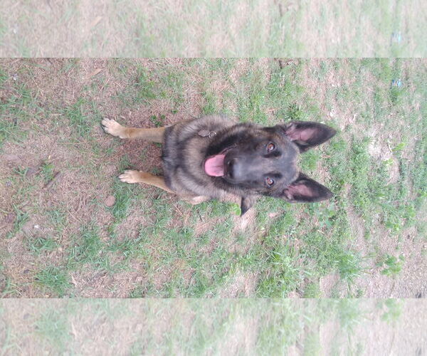 Medium Photo #5 German Shepherd Dog-Unknown Mix Puppy For Sale in La Grange , NC, USA