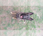 Small #4 German Shepherd Dog Mix