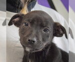 Small #1 Jack Russell Terrier Mix