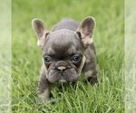 Small French Bulldog