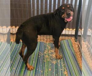 Duke - Male Rottweiler Dog for Adoption - Photo #4