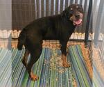 Small Photo #4 Rottweiler Puppy For Sale in San Antonio, TX, USA