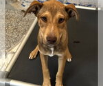 Small German Shepherd Dog Mix