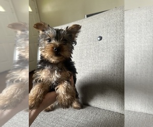 Yorkshire Terrier Puppy for sale in STOCKTON, CA, USA