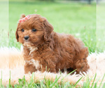 Small #4 Cavapoo (Miniature)