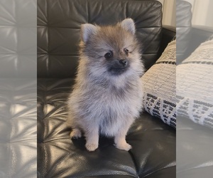 Pomeranian Puppy for sale in BLOOMINGDALE, NJ, USA