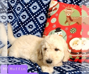 Goldendoodle Puppy for sale in AIKEN, SC, USA