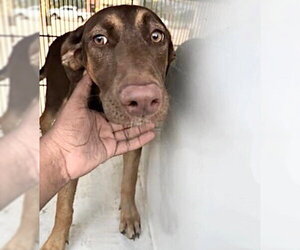 Doberman Pinscher Dogs for adoption in Houston, TX, USA