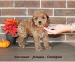 Small #1 Cavapoo