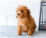 Small Photo #31 Poodle (Toy) Puppy For Sale in WAKARUSA, IN, USA