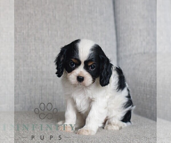 Medium Photo #3 Cavalier King Charles Spaniel Puppy For Sale in NARVON, PA, USA