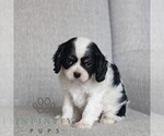 Small #2 Cavalier King Charles Spaniel