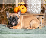 Puppy Rose French Bulldog