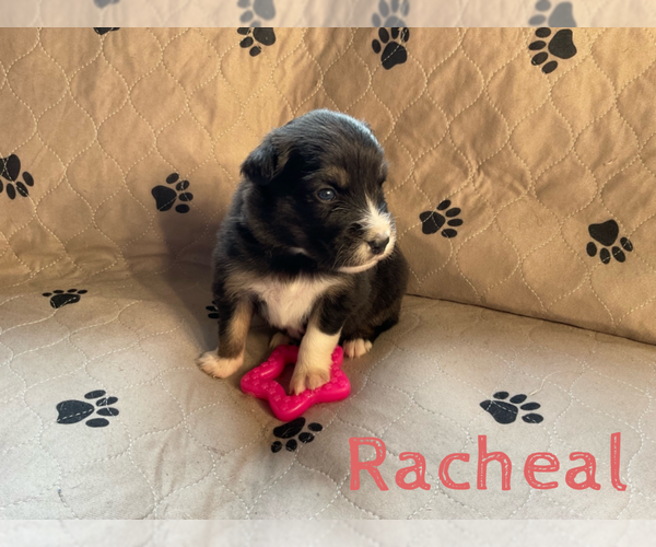 Medium Photo #1 Australian Shepherd Puppy For Sale in BETHANY, CT, USA