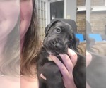 Small Photo #10 Great Dane Puppy For Sale in BENTON, AR, USA
