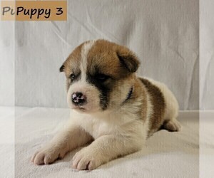 Akita Puppy for sale in SEVILLE, OH, USA