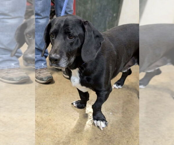 Medium Photo #1 Bassetdor Puppy For Sale in Brookville, OH, USA
