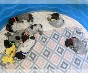 German Shorthaired Pointer Puppy for sale in LUCERNE VLY, CA, USA