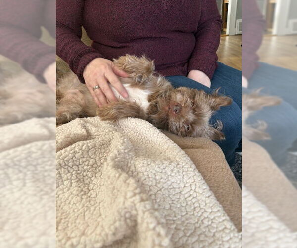 Medium Photo #2 Mutt Puppy For Sale in Holland, MI, USA