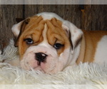 Small Photo #15 English Bulldog Puppy For Sale in VERONA, MO, USA