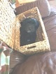 Small Photo #8 Havashire Puppy For Sale in CONROE, TX, USA