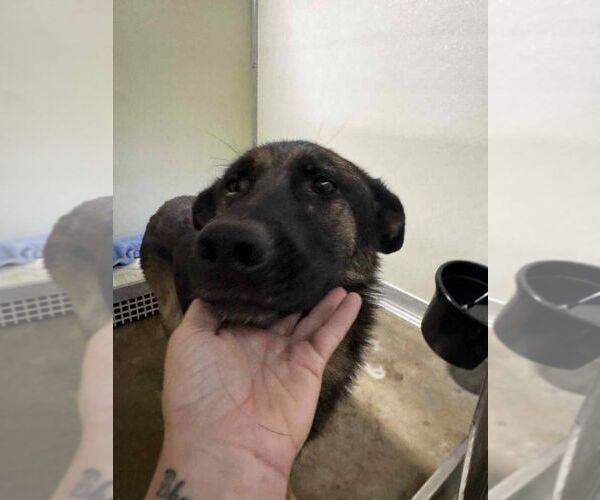 Medium Photo #2 German Shepherd Dog Puppy For Sale in Pierceton , IN, USA