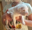 Small #67 Dogo Argentino