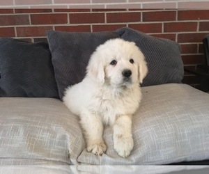 Great Pyrenees Puppy for sale in SPARTA, MO, USA