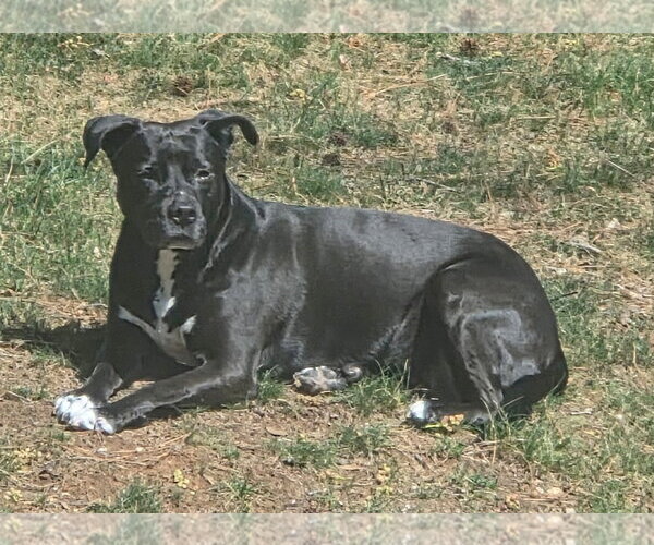 Medium Photo #5 Labrador Retriever-Unknown Mix Puppy For Sale in Cary, NC, USA