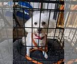 Small #1 Mutt