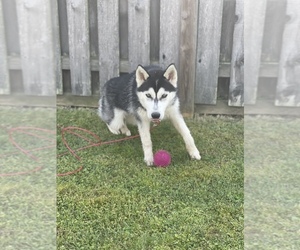 Mother of the German Shepherd Dog-Siberian Husky Mix puppies born on 11/26/2022
