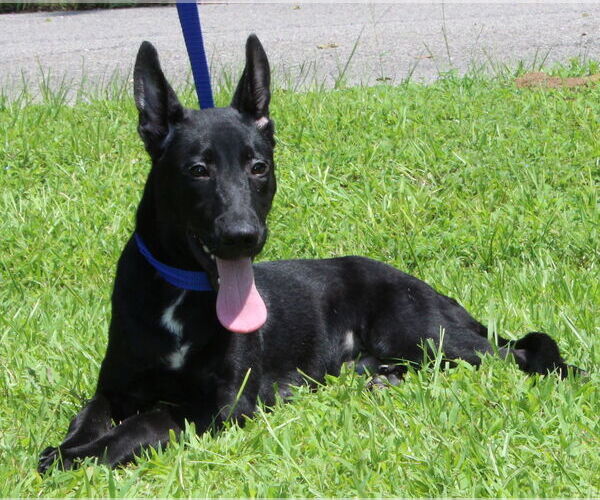Medium Photo #2 German Shepherd Dog-Unknown Mix Puppy For Sale in Prattville, AL, USA