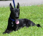 Small #1 German Shepherd Dog Mix