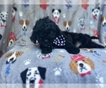 Small #2 Cavapoo