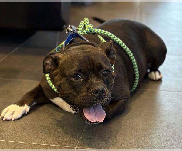 Medium Photo #5 Bulldog-Unknown Mix Puppy For Sale in Spring Lake, NJ, USA