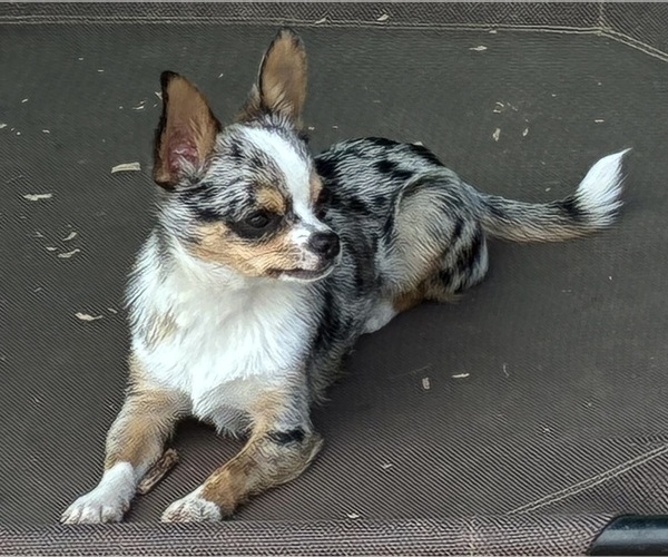 Medium Photo #2 Chihuahua Puppy For Sale in NEWVILLE, PA, USA