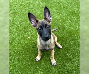 Mutt Dogs for adoption in Salinas, CA, USA