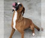 Small #7 Beagle-Redbone Coonhound Mix