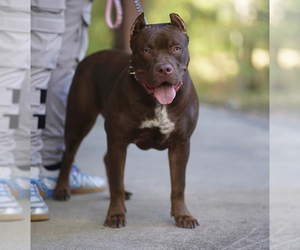 Mother of the American Bully puppies born on 10/23/2022