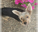 Small Mutt