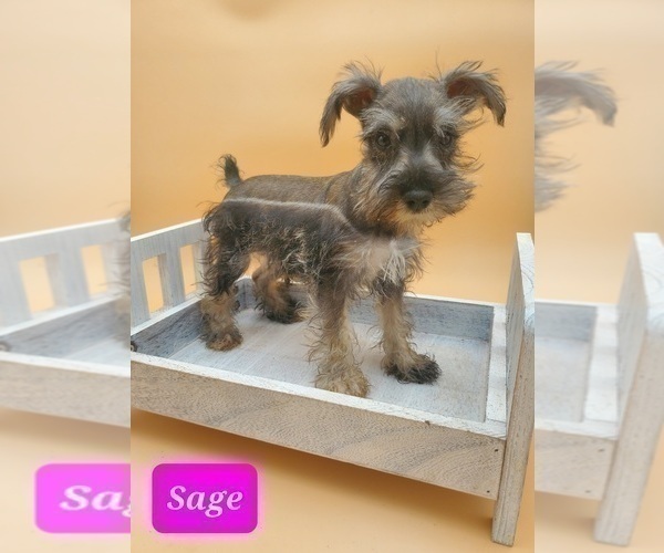 Medium Photo #2 Schnauzer (Miniature) Puppy For Sale in GOSHEN, IN, USA