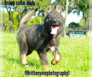 German Shepherd Dog-Siberian Husky Mix Puppy for sale in MULBERRY, FL, USA