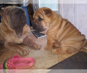 Chinese Shar-Pei Puppy for sale in SANFORD, NC, USA
